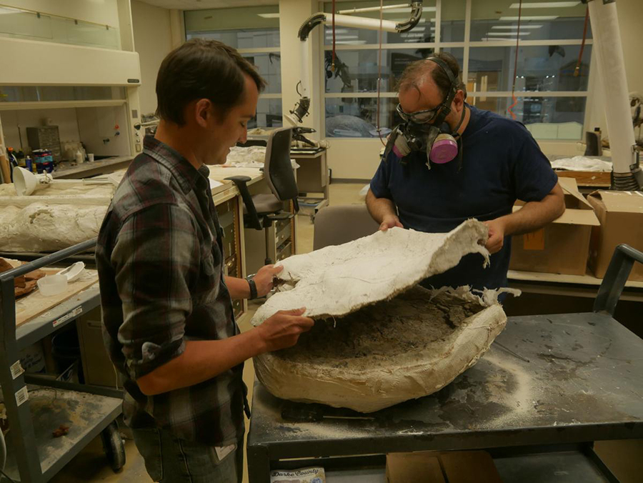 Virginia Museum of Natural History Assistant Curator of Paleontology Dr. Alex Hastings (left) assists VMNH Research Technician Ray Vodden as they remove a plaster cast from a rare dinosaur footprint Hastings recently collected in Wyoming. The footprint will be on display at the museum's Dino Festival, which takes place July 27 and 28.  Ben Williams