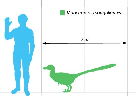 V. mongoliensis compared in size to a human