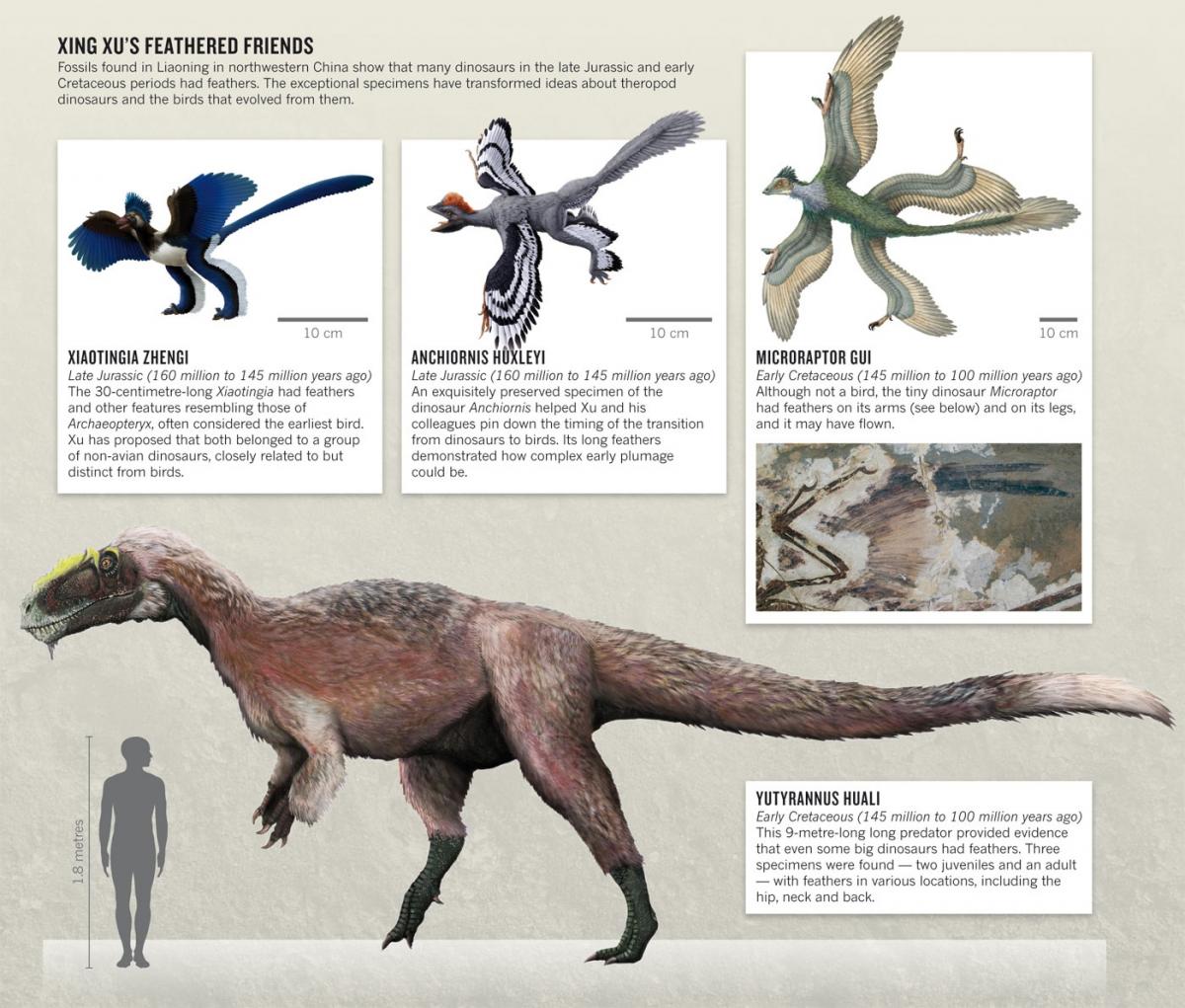 Xing Xu's feathered dinosaur discoveries in China, including Yutyrannus Huali, a large predator (three specimens: one adult 9m long and two juveniles with feathers on neck, hips, and back. X. ZHENGI: XING LIDA/LIU YI; A. HUXLEYI: J. T. CSOTONYI/SPL; M. GUI RECONSTRUCTION: P. SLOAN; M. GUI PHOTOGRAPH: REF. 3; Y. HUALI: BRIAN CHOO