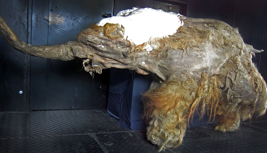 The 28,140-year-old mammoth calf Yuka. Image credit: Cyclonaut / CC BY-SA 4.0.