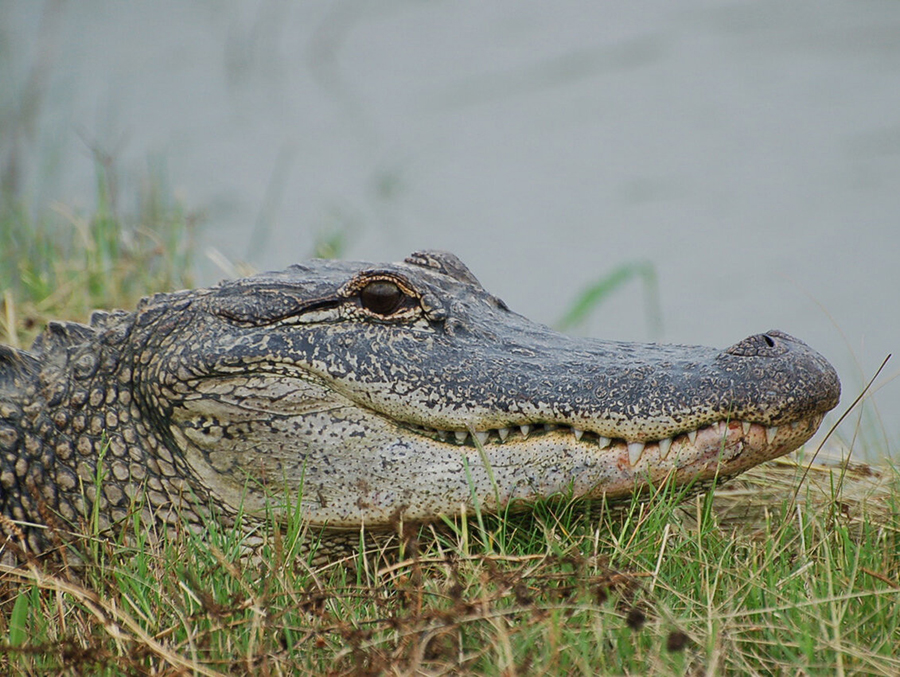American alligator. Credit: Ruth Elsey, Louisiana Department of Wildlife and Fisheries
