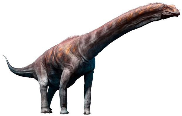 With a length between 30 to 40 metres, the Argentinosaurus was the world’s largest dinosaur. A modern blue whale measures an average of 25m