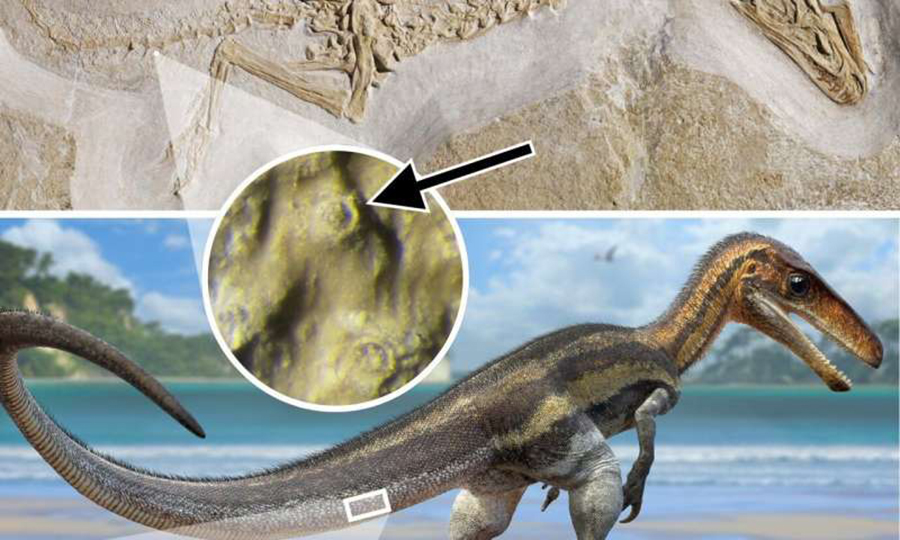 Fossil and life reconstruction of Juravenator, a small carnivorous dinosaur from the Jurassic of Germany. The arrow points to the sensory organ, which are found on polygonal scales covering the lower part of the tail. Credit: Jake Baardse.