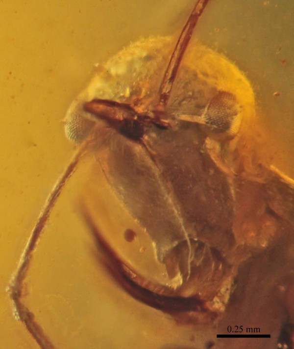(Photo : Vincent Perichot / Wikimedia Commons) Frontal view of a Ceratomyrmex ellenbergeri head. Specimen number SEC-BU39-004; Siegardh Ellenberger private collection, Germany Burmese amber, Earliest Cenomanian; Kachin State, Myanmar