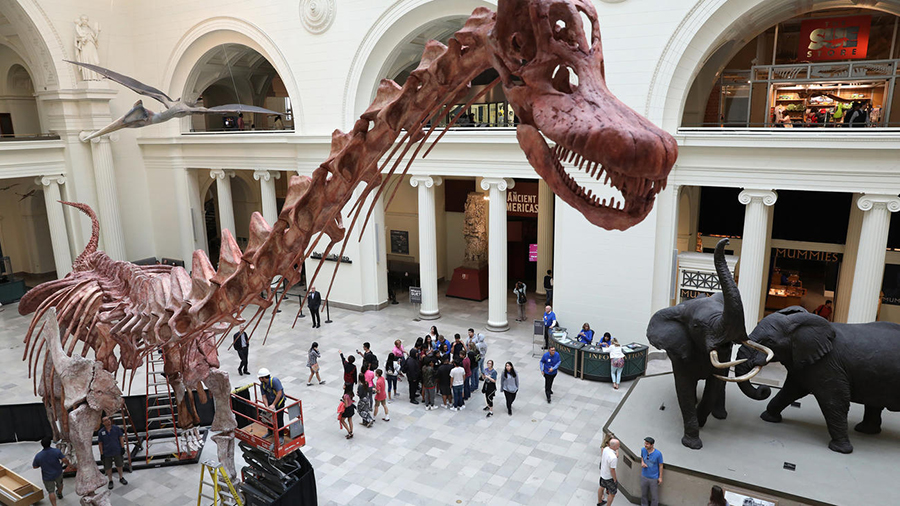 Workers re-paint the cast skeleton of a titanosaur named Máximo, one of the new enhancements to Stanley Hall, on June 1, 2018, at the Field Museum. Chris Walker / Chicago Tribune 