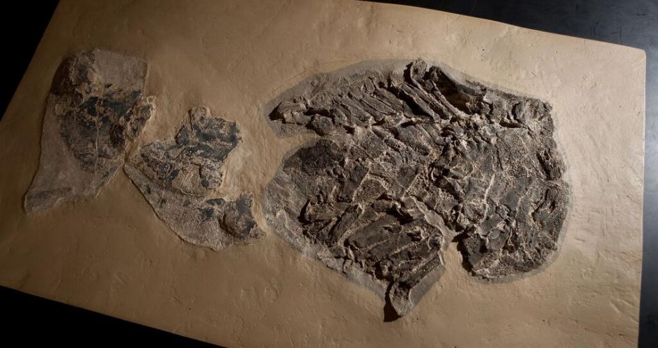 New analysis of the Gladbachus adentatus fossil both widens and complicates the shark family tree. Photo byJason Smith