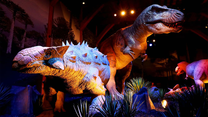 Researchers have worked out why ankylosaur fossils are usually discovered upside-down. DEAN MOUHTAROPOULOS/GETTY IMAGES