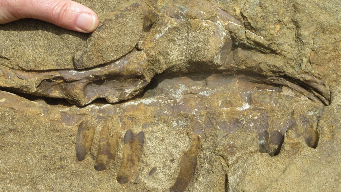 A dinosaur skull that is roughly 75 million years old is among the many ancient discoveries made in the region around Tumbler Ridge, B.C. (Charles Helm)