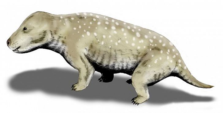 Exaeretodon frenguellii is a traversodontid cynodont from the Late Triassic of Argentina, pencil drawing, digital coloring. Image credit: Nobu Tamura/Wikimedia.org