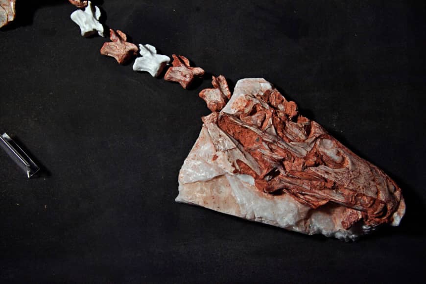 A Gnathovorax Cabreirai dinosaur fossil at CAPPA, a research support center for paleontology in Sao Joao do Polesine, Brazil | AFP-JIJI