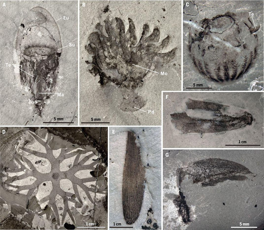 (A) Leanchoilia sp., showing fine anatomical details, including those of the great appendages. (B) New megacherian preserved with internal soft tissues. (C) A possible kinorhynch scalidophoran, with segmented body armored by scalids. (D) Lobopodian. (E) Priapulid worm. (Dongjing Fu et al., Science 363:1338 (2019))