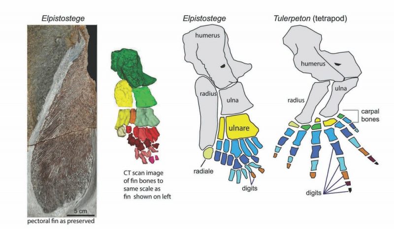 The pectoral fin of Elpistostege shows the short rows of aligned digits in the fin, an intermediate stage between fishes and land animals such as the early tetrapod Tulerpeton. Image via The Conversation.