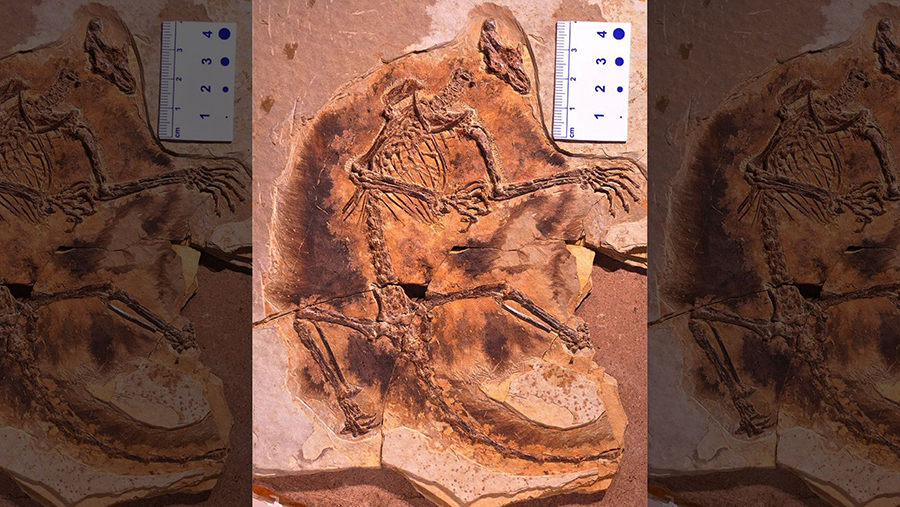  Two 160 million-year-old mammal fossils discovered in China show that the forerunners of mammals in the Jurassic Period evolved to glide and live in trees. With long limbs, long hand and foot fingers, and wing-like membranes for tree-to-tree gliding, Maiopatagium furculiferum and Vilevolodon diplomylos are the oldest known gliders in the history of early mammals. (Credit: SWNS)