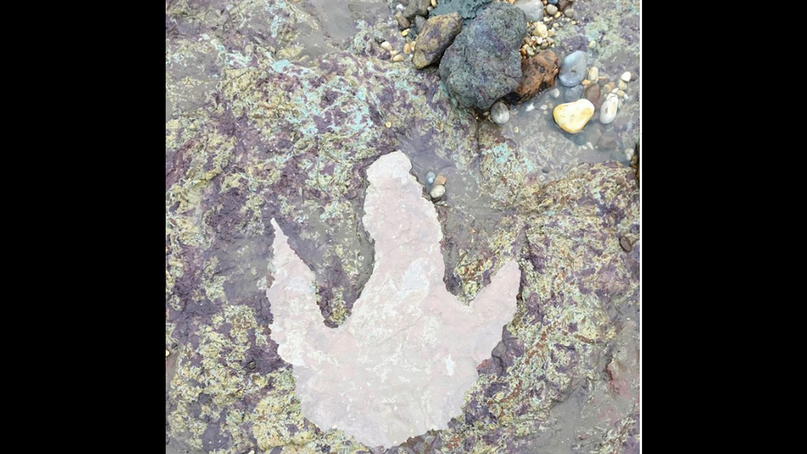 It is believed the track is from a Neovenator or a Baryonyx, giant lizards that walked on two legs, had small front arms and ranged in size from 24 to 32 feet. WIGHT COAST FOSSILS PHOTO