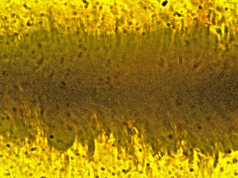 Microscopic imaging reveals pollen on the bee’s pollen-catching hairs. It had visited flowers shortly before becoming trapped in tree resin. Image via George Poinar Jr./ OSU.