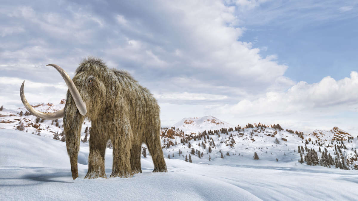 An artist's impression of a woolly mammoth in a snow-covered environment. Image credit: Leonello Calvetti/Stocktrek Images