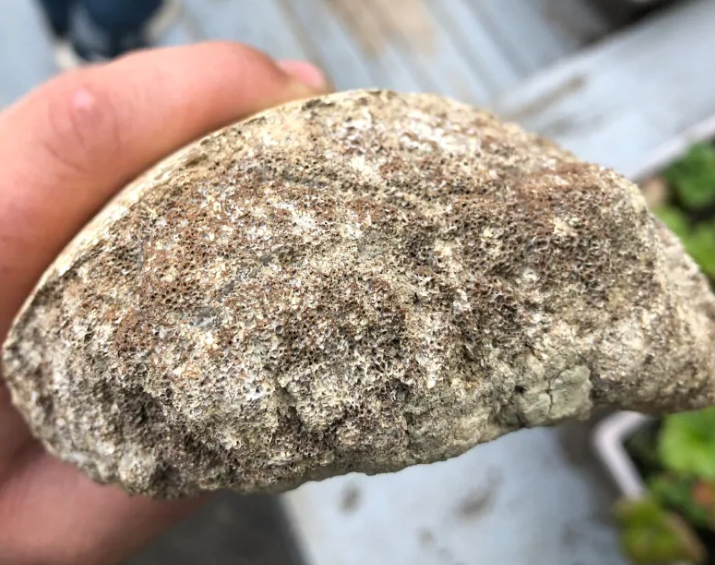 Curry's neighbour recognized the signs of bone marrow on the edges of the fossil. (Myles Curry/CBC)
