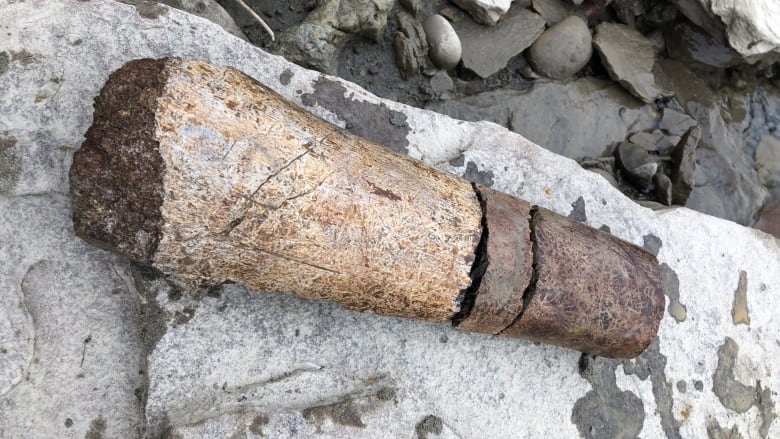 A hadrosaur fossil, more than a foot-long, was found by an Edmonton man along the North Saskatchewan River near Edmonton last month. (Myles Curry)