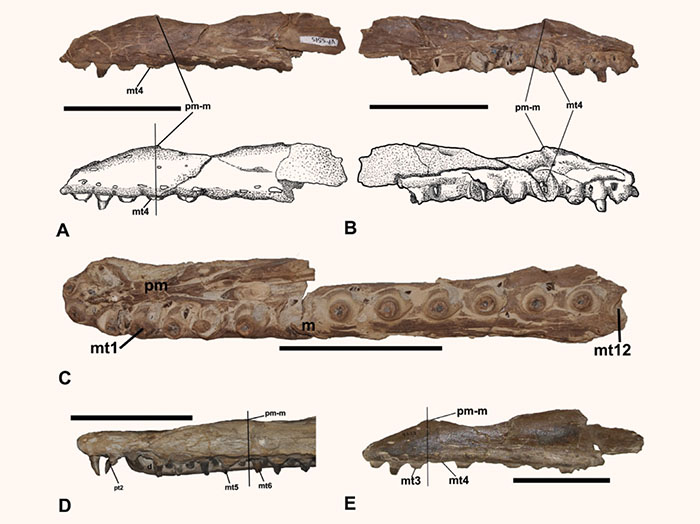Willman et al. made scientific drawings of Ectenosaurus everhartorum’s jawbone to help understand its taxonomy and to compare it with the jawbone of a similar species, Ectenosaurus clidastoides (labeled D). Image credit: Willman et al., doi: 10.1139/cjes-2020-0175.