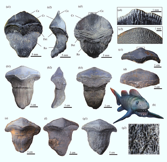 Photographs of the teeth of Petalodus ohioensis and its restoration. Image credit: Gai et al., doi: 10.1111/1755-6724.14784.