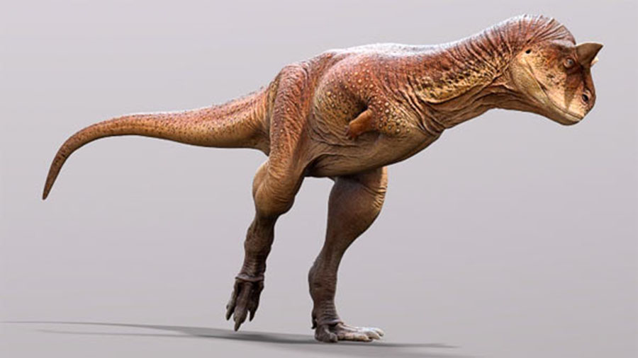 An artist’s reconstruction of Carnotaurus sastrei based on the scaly skin described by Hendrickx & Bell. Image credit: Jake Baardse.