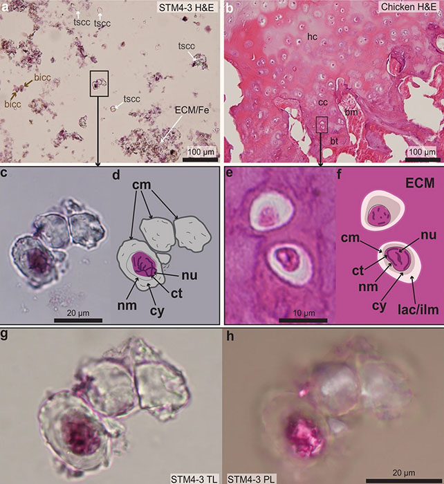 Photographs of stained paraffin sections of the cartilage of Caudipteryx (a, c, d, g, h) and that of an extant chicken (b, e, f). Image credit: Zheng et al., doi: 10.1038/s42003-021-02627-8.
