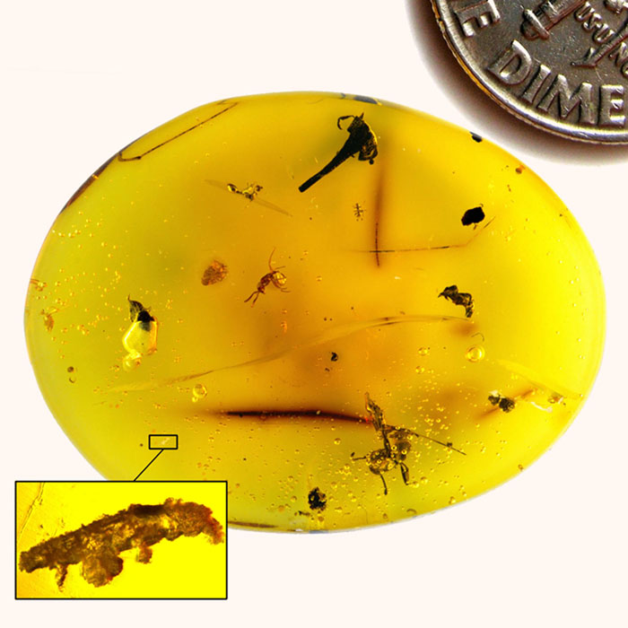 Dominican amber containing Paradoryphoribius chronocaribbeus (in box), dime image digitally added for size comparison; the piece of amber also contains three ants, a beetle, and a flower. Image credit: Phillip Barden, Harvard / NJIT.