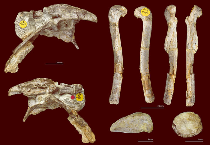 The fragmentary fossils of Pendraig milnerae. Image credit: Spiekman et al., doi: 10.1098/rsos.210915.