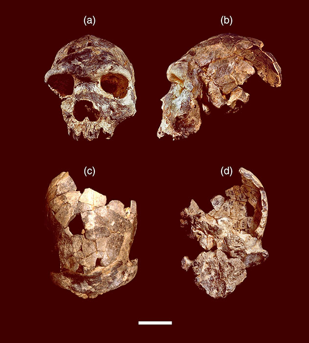 Homo bodoensis holotype partial cranium Bodo 1 (Middle Awash, Ethiopia): frontal (a), left lateral (b), superior (c), and inferior (d) views. Scale bar – 5 cm. Image credit: Jeffrey H. Schwartz / Roksandic et al., doi: 10.1002/evan.21929.