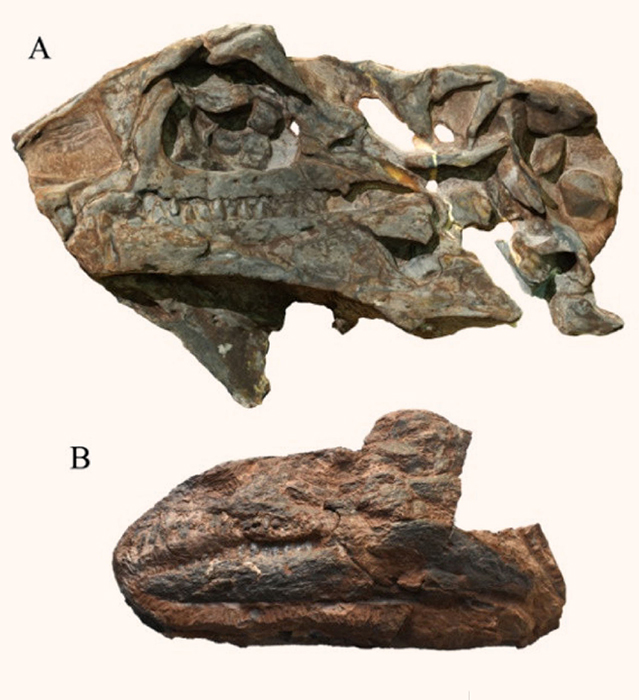 The 214-million-year-old skulls of Issi saaneq in left lateral view. Image credit: Beccari et al., doi: 10.3390/d13110561.