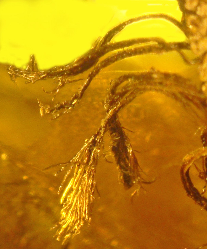 Needles at tip of Pinus cembrifolia’s hypocotyl. Image credit: George Poinar Jr., Oregon State University.