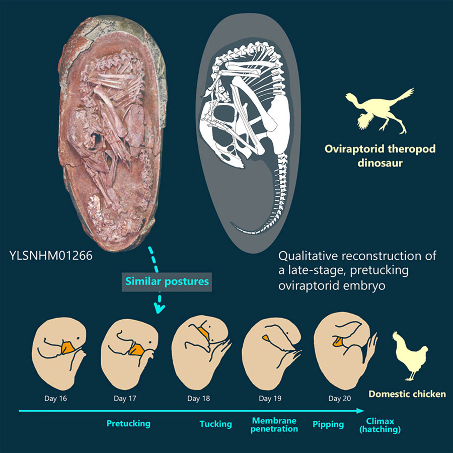 Xing et al. found an exceptionally preserved, articulated oviraptorid embryo inside an elongatoolithid egg, from the Late Cretaceous Hekou Formation of southern China. The oviraptorid skeleton is 23.5 cm in total length, measured from the anterior tip of the skull to the last preserved caudal vertebra, and occupies nearly the entire width of the egg and most of the length, with the exception of a∼1.9 cm space between the dorsal vertebrae and the blunt pole of the egg. Image credit: Xing et al., doi: 10.1016/j.isci.2021.103516.