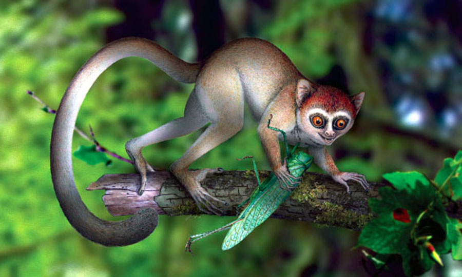 Archicebus achilles, a tree-dwelling primate from the Eocene of China. Image credit: Xijun Ni / Chinese Academy of Sciences.