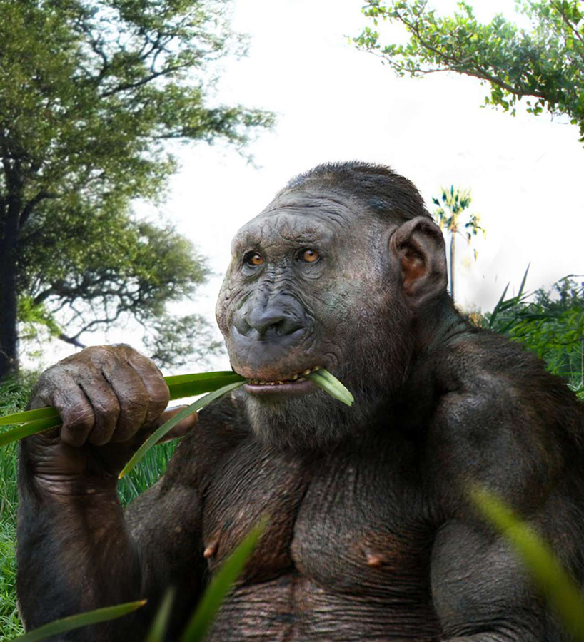 Paranthropus boisei. Image credit: © Roman Yevseyev.