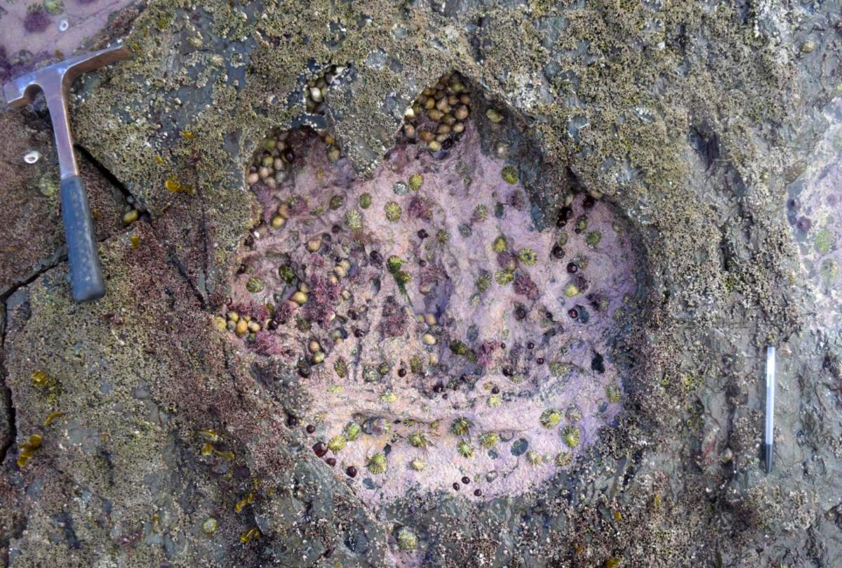 Photograph and line drawing of a sauropod footprint, one of the most striking at Brothers’ Point on the Isle of Skye; it preserves evidence of a possible fleshy heel pad in addition to four distinct toes. Image credit: dePolo et al, doi: 10.1144/sjg2017-016.