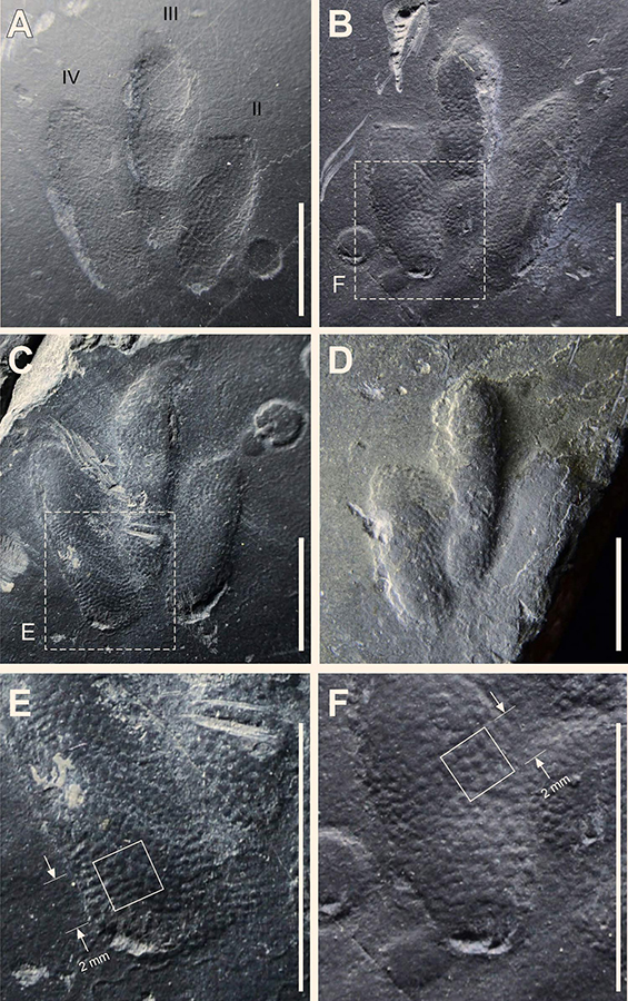 Minisauripus: natural impression (A) and cast (B) of track TL 2 showing area enlarged in frame F; note skin traces in hypex area between digits II and III; (C) natural cast of track TR1, showing area enlarged in frame E; note narrow, digit II intersecting raindrop impressions; (D) isolated track t; note skin traces in hypex area between digits II and III; E and F details of skin trace ornament in 2.0 x 2.0 mm areas of digits IV and II respectively from tracks TL2 and TR1; casts show in frames B-F are essentially replicas of the living foot. Image credit: Kim et al, doi: 10.1038/s41598-019-38633-4.