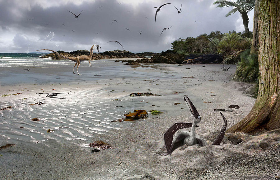On a summer day in the Early Cretaceous 124 million years ago, a hatchling (flapling) pterosaur emerges from the sand and gazes at the sky for the first time. Other hatchlings lie exhausted from their struggles or crawl to safety on trees fringing the beach. The less lucky are caught and eaten by small theropods (Sinosauropteryx). From the safety of the trees flaplings make their maiden flights. Inexperience means that many are killed in accidents or storms, their bodies drifting out into nearby lakes where a tiny few are preserved as fossils in fine muddy sediments that now form rocks that crop out in Liaoning Province China. Image credit: James Brown.