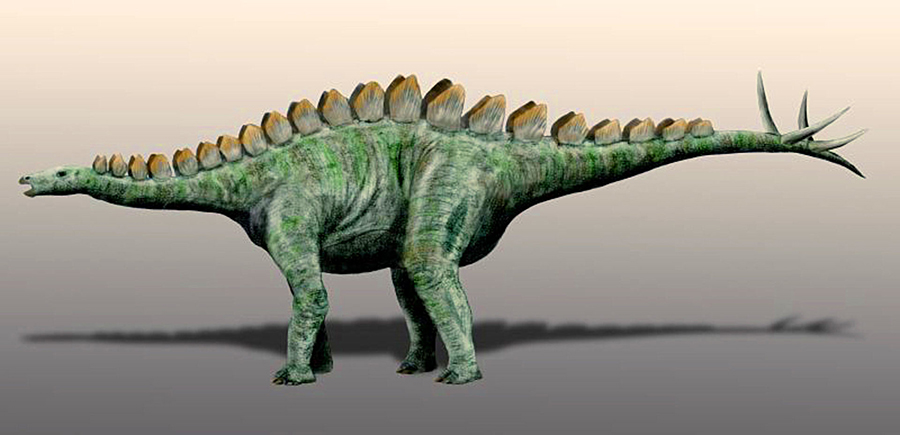 Adratiklit boulahfa is closely related to the European stegosaurs Dacentrurus and Miragaia (seen here). Image credit: Nobu Tamura, spinops.blogspot.com / CC BY 3.0.