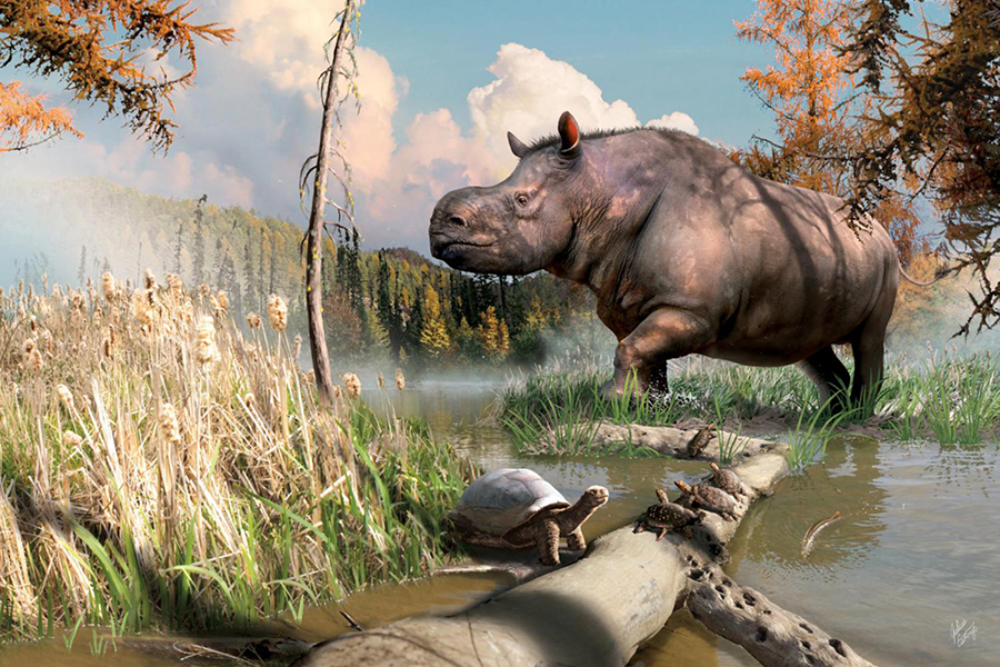 An artist’s imagining of an ancient rhinoceros splashing through a stream next to turtles and fish in the Yukon. Image credit: Julius Csotonyi.