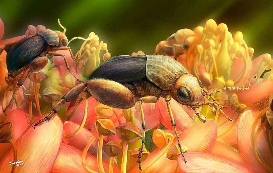 Ecological reconstruction of tumbling flower beetles Angimordella burmitina. These beetles are feeding on eudicot flowers. The color and morphology of flowers are artistic only. Image credit: Ding-hau Yang / Bao et al, doi: 10.1073/pnas.1916186116.