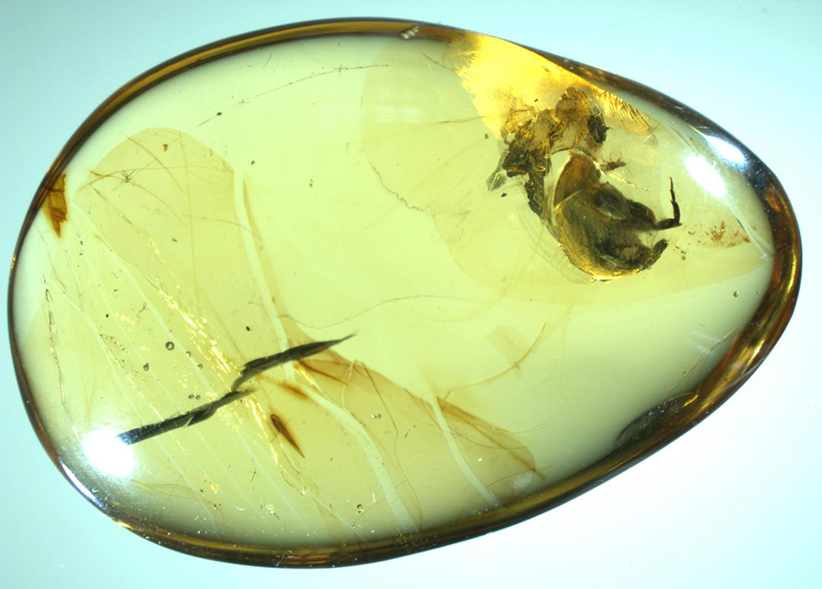Angimordella burmitina in a 99-million-year-old piece of amber. The fossil was recovered from a mine in the Hukawng Valley, Kachin State, Myanmar. It also contains 62 pollen grains from a eudicot flower. Image credit: Nanjing Institute of Geology and Palaeontology.