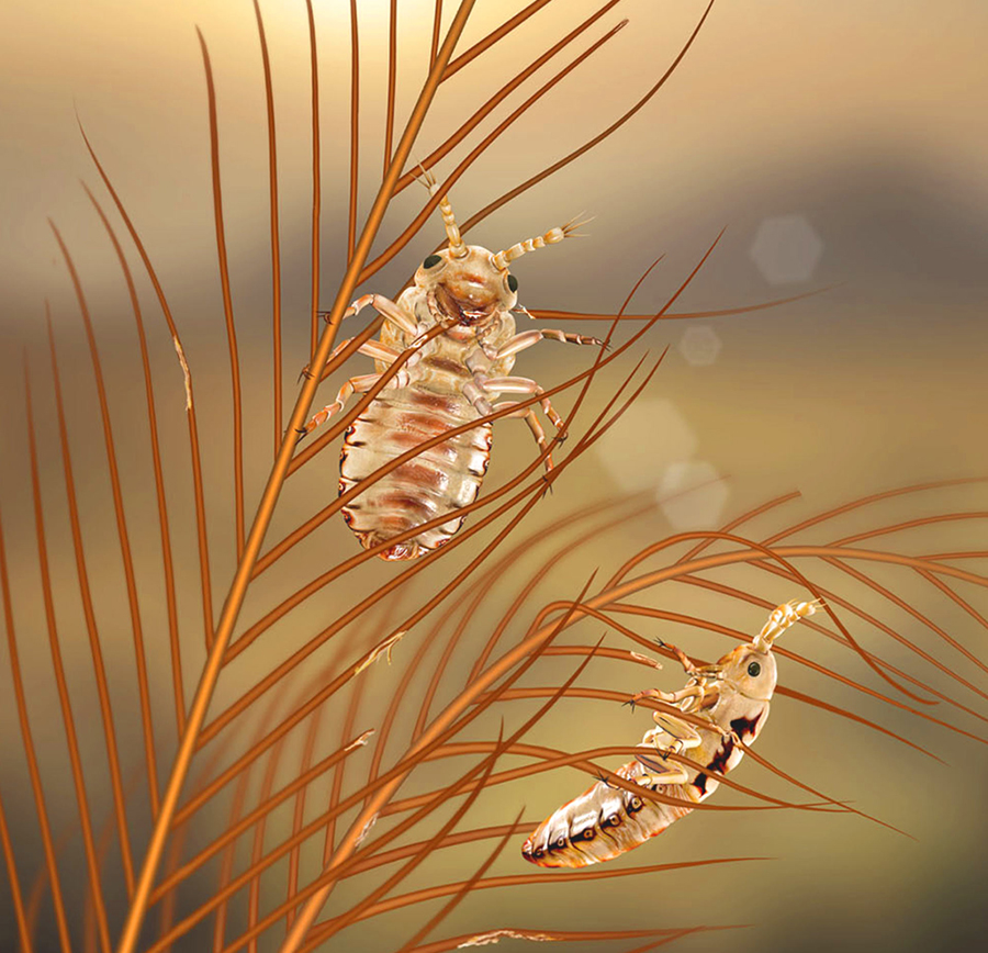 Mesophthirus engeli nymphs crawled and fed on dinosaur feathers. Image credit: Gao et al, doi: 10.1038/s41467-019-13516-4.