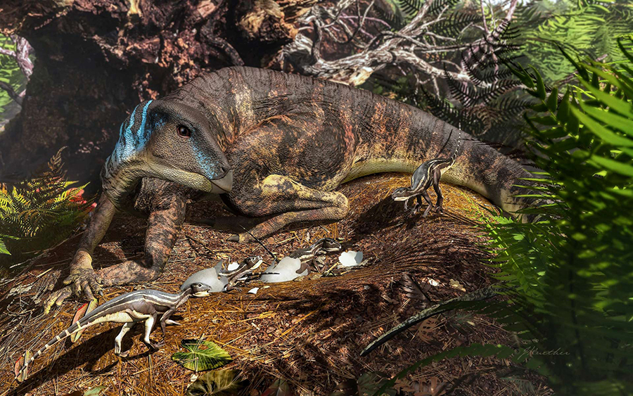 An artist’s depiction of the ornithopod dinosaur Weewarrasaurus pobeni tending its nest. Image credit: University of New England.