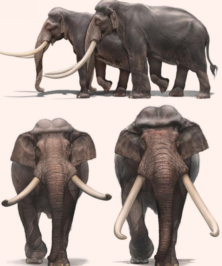 Reconstructed life appearance of the straight-tusked elephant Palaeoloxodon antiquus in (top) side and (bottom) frontal view, based on remains uncovered from the Neumark-Nord 1 site in Saxony-Anhalt, Germany. Image credit: Hsu Shu-yu.