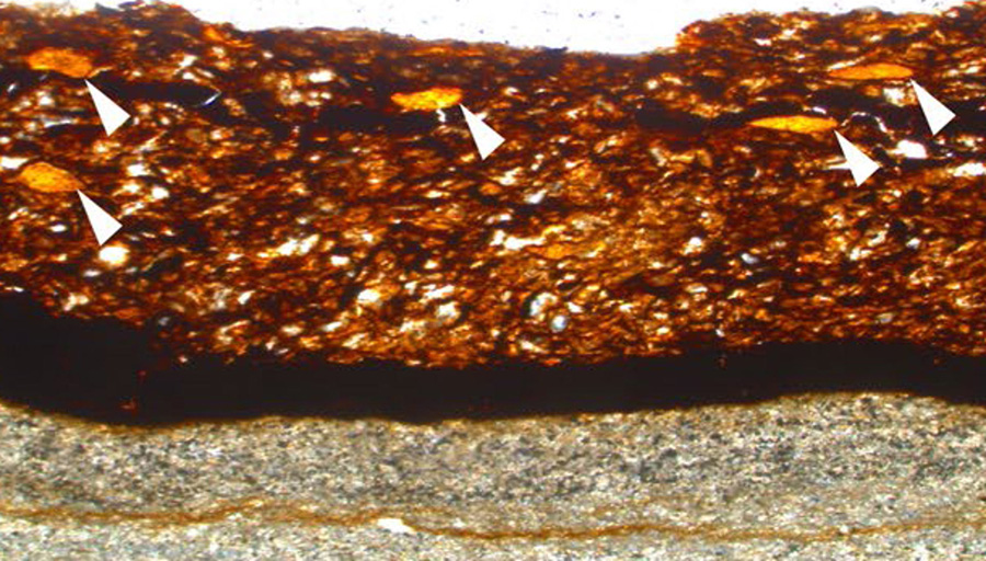 Orange-colored gum ducts (arrows) in the brown leaf tissue of Welwitschiophyllum brasiliense from the Crato Formation, Brazil. Image credit: Roberts et al, doi: 10.1038/s41598-020-60211-2.