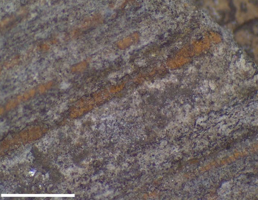 Fossilized leaves of Welwitschiophyllum brasiliense from the Crato Formation, Brazil. Scale bar – 3 mm. Image credit: Roberts et al, doi: 10.1038/s41598-020-60211-2.