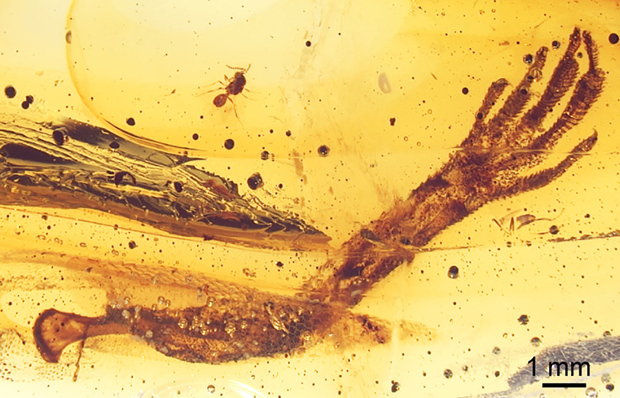 Light microscopic image of the piece of 15-20-million-year old Dominican amber; the specimen contains a fairy wasp and the left forelimb of an anole lizard; several flow structures can be recognized in the resin. Image credit: Barthel et al, doi: 10.1371/journal.pone.0228843.