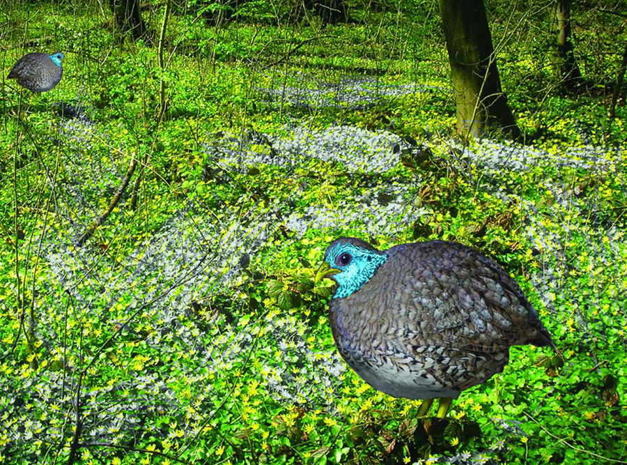 Reconstruction of Uintan paraortygid. Image credit: Thomas Stidham.