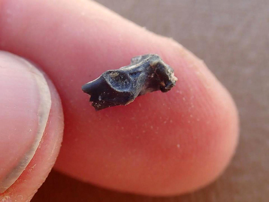 The shoulder bone of Uintan paraortygid. Image credit: Patricia Holroyd.