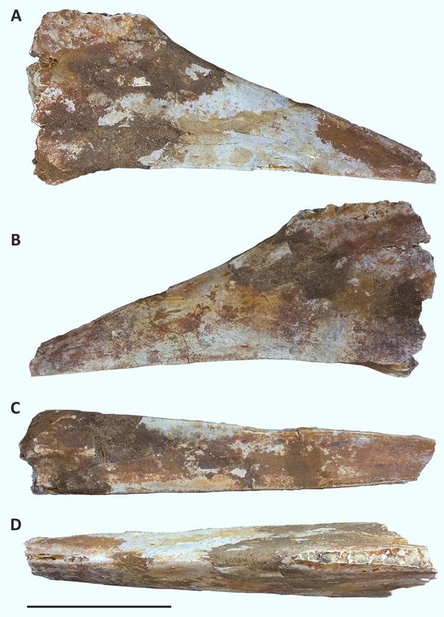 A partial rostrum of Afrotapejara zouhri from the Kem Kem beds of Ikhf N’ Taqmout, Errachidia Province, southern Morocco: (A) right lateral view; (B) left lateral view; (C) occlusal view; (D) dorsal view. Scale bar – 5 cm. Image credit: Martill et al, doi: 10.1016/j.cretres.2020.104424.